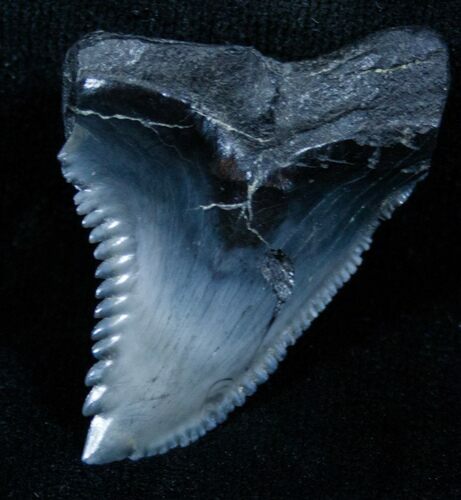 Large Hemipristis Shark Tooth Fossil #3918